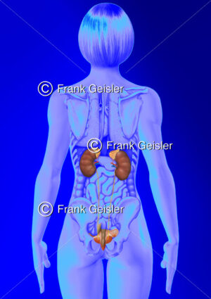Anatomie Urogenitaltrakt der Frau, innere Organe mit Nieren, Harnleiter, Harnblase und Uterus mit Tube und Ovar - Medical Pictures
