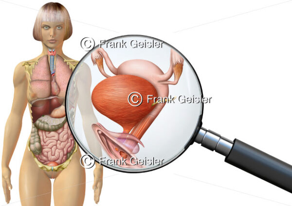 Anatomie Vulva, Harnblase, Vagina und Uterus der Frau, innere Organe im menschlichen Körper - Medical Pictures