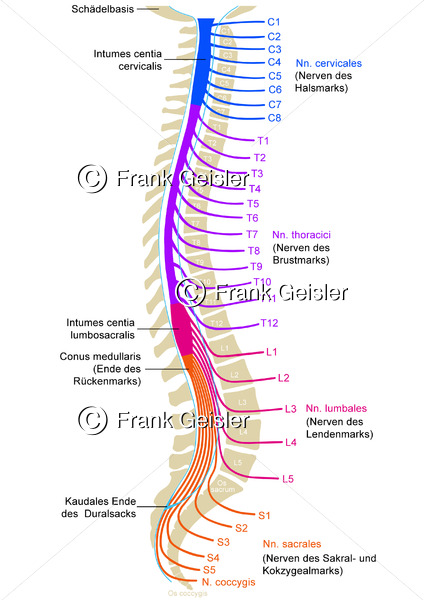 Anatomie Wirbelsäule mit Rückenmark (Medulla spinalis) und Rückenmarksnerven - Medical Pictures