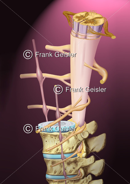 Anatomie ZNS, Rückenmark (Medulla spinalis) mit Rückenmarksnerven und Wirbel - Medical Pictures
