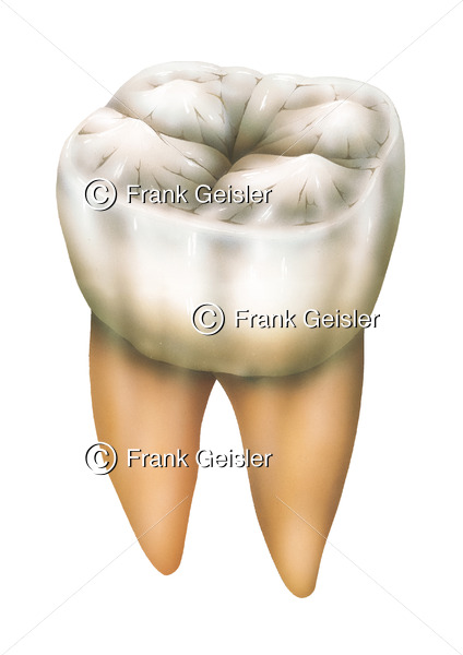 Anatomie Zahn (Dens), Backenzahn (Molar) mit Zahnkrone (Corona) - Medical Pictures