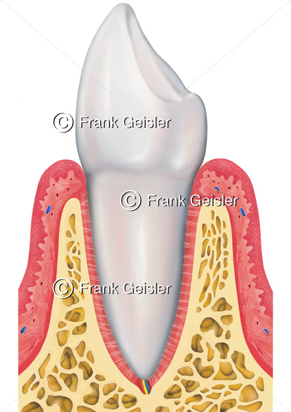 Anatomie Zahn Dens, Schneidezahn Dens incisivus mit Zahnfleisch Gingiva und Knochen - Medical Pictures