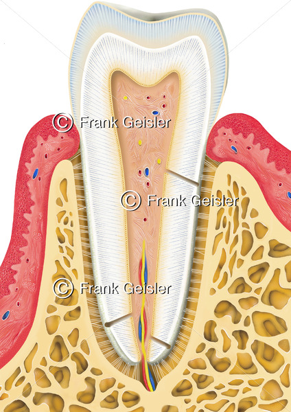 Anatomie Zahn Dens, Zahnaufbau beim Schneidezahn Dens incisivus - Medical Pictures
