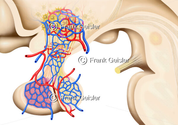 Anatomie der Hypophyse (Hirnanhangdrüse, Glandula pituitari) - Medical Pictures