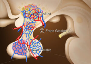 Anatomie der Hypophyse (Hirnanhangdrüse, Glandula pituitari) - Medical Pictures