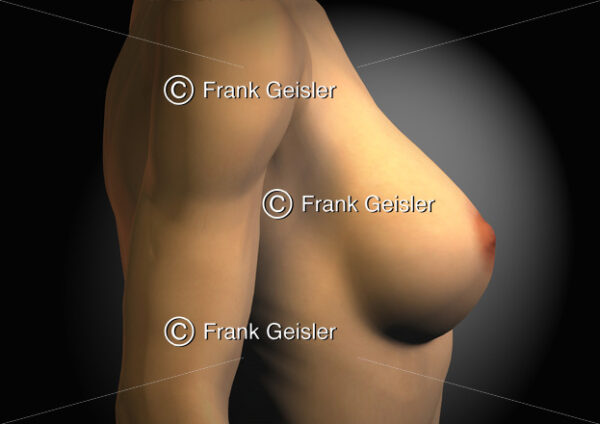 Anatomie der weiblichen Brust, Mamma, Brustdrüse - Medical Pictures