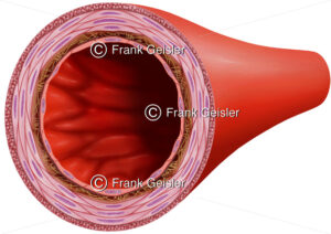 Anatomie einer Arterie, Arterienwand mit Tunica, Intima, Media und Adventitia - Medical Pictures