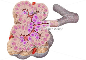Anatomie exokriner Teil des Pankreas (Bauchspeicheldrüse) - Medical Pictures