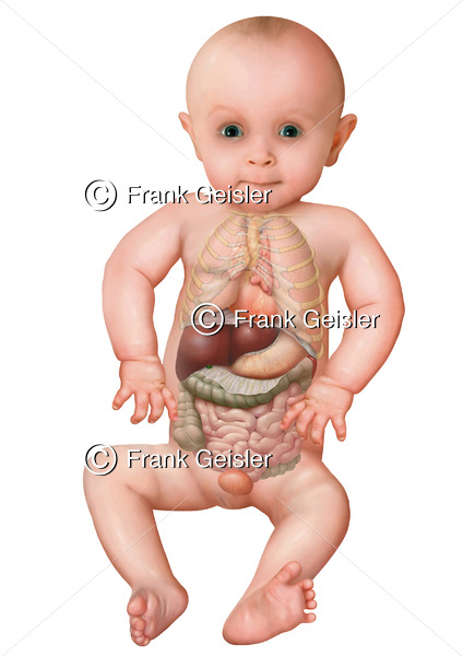 Anatomie in der Pädiatrie, Thorax und Abdomen mit innere Organe beim Mädchen - Medical Pictures