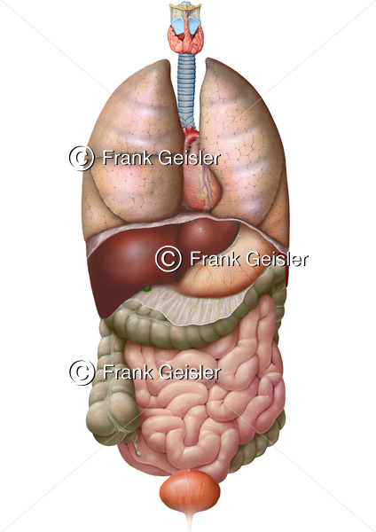Anatomie innere Organe des Menschen von ventral - Medical Pictures