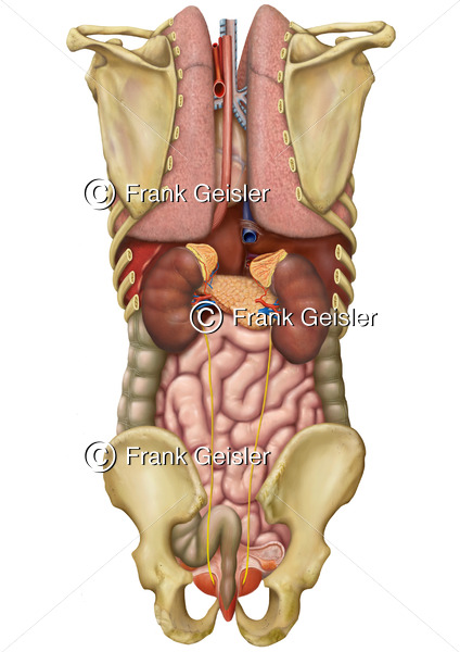 Anatomie innere Organe im Körper der Frau von hinten - Medical Pictures