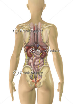 Anatomie menschlicher Körper, innere Organe der Frau von hinten - Medical Pictures