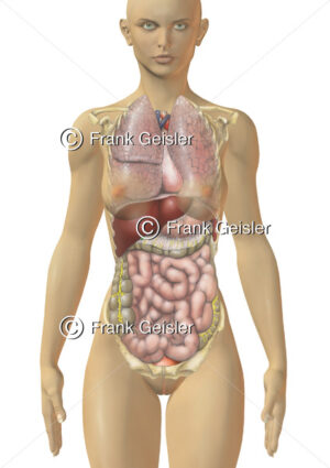 Anatomie menschlicher Körper, innere Organe der Frau von vorn - Medical Pictures