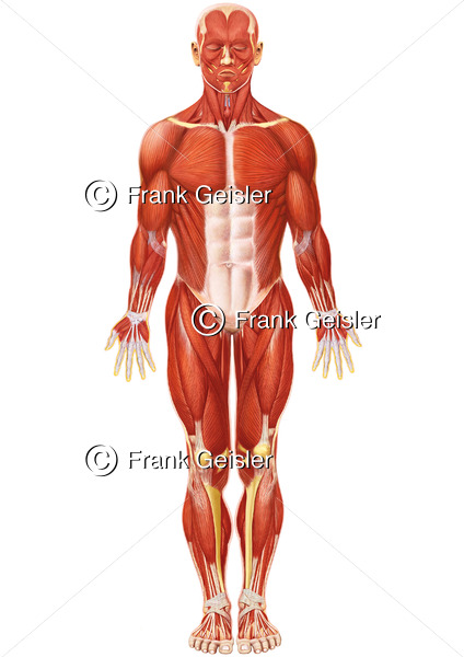 Anatomie oberflächliche Muskeln des Menschen, Kopfmuskeln, Halsmuskeln, Brustmuskulatur, Bauchmuskeln und Muskulatur der - Medical Pictures