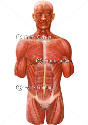 Anatomie oberflächliche Muskulatur des Menschen mit Kopfmuskeln, Brustmuskulatur und Bauchmuskeln - Medical Pictures
