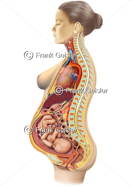 Anatomie schwangere Frau von lateral, Organe und Fötus im Mutterleib bei Schwangerschaft - Medical Pictures