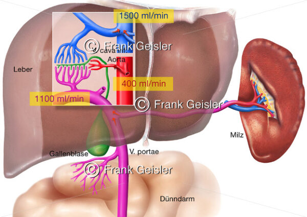 Anatomie und Physiologie der Leber, Blutkreislauf mit Pfortader - Medical Pictures