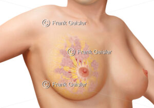 Anatomie weibliche Brust, Brustdrüse mit Drüsenlappen und Milchgänge - Medical Pictures