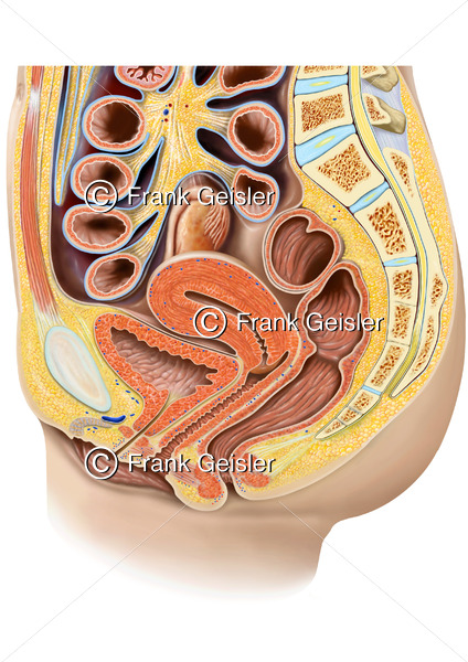 Anatomie weibliches Becken, Beckenorgane und Geschlechtsorgane der Frau - Medical Pictures