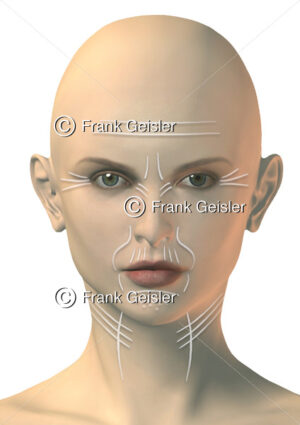 Anti-Aging der Frau, Haut mit Hautfalten und Altersfalten im Gesicht - Medical Pictures
