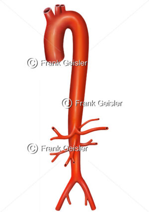 Aorta mit Aortenbogen und Arterien, zentrales Gefäß im Blutkreislauf - Medical Pictures