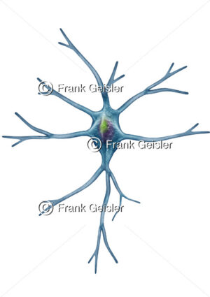 Astrozyt Astrum Astroglia, Gliazelle Neuroglia oder Spinnenzelle im ZNS - Medical Pictures