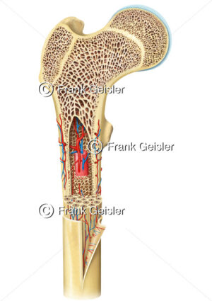 Aufbau eines Lamellenknochens, Oberschenkelknochen (Os femoris), Femur - Medical Pictures