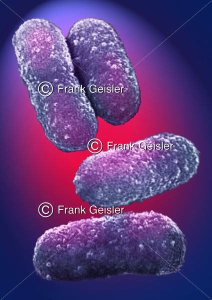 Bakterien, einzellige Mikroorganismen (Prokaryonten) - Medical Pictures