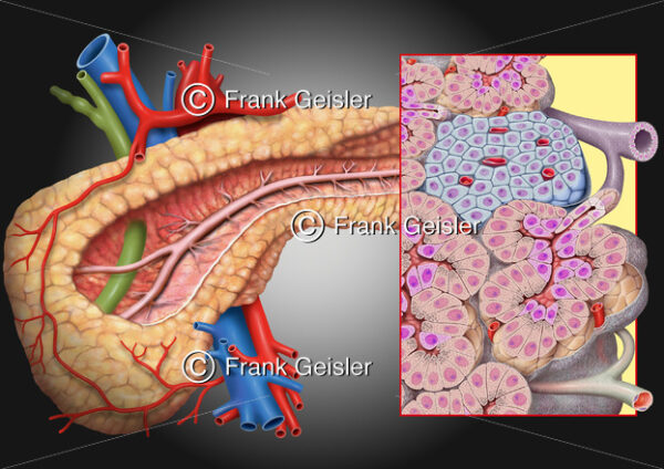 Bauchspeicheldrüse (Pankreas) mit Inselzellen (Beta-Zellen) - Medical Pictures
