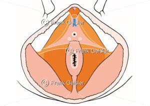 Beckenbodenmuskulatur, Muskeln Beckenboden beim Mann - Medical Pictures