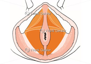 Beckenbodenmuskulatur, Muskeln Beckenboden beim Mannes - Medical Pictures