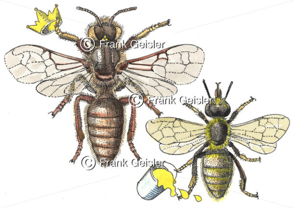 Biologie Bienen, Heilung mit Honig, Bienenhonig - Medical Pictures