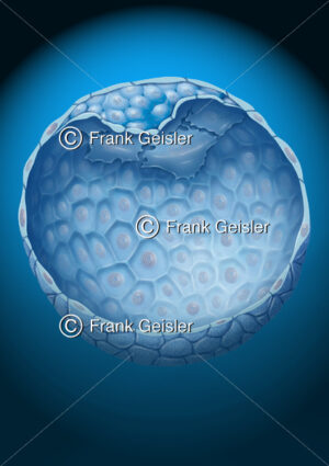 Blastozyte (Blstocyst) mit embryonalen Stammzellen - Medical Pictures