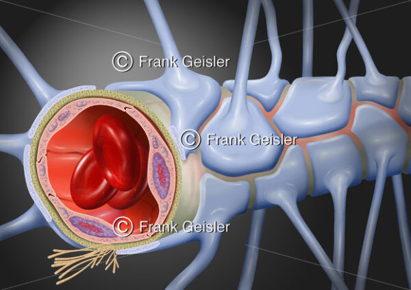 Blut-Hirn-Schranke, Blut-Liqour-Schranke im Gehirn - Medical Pictures