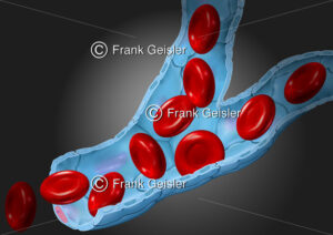 Blutgefäße, Wand der Blutkapillare mit Erythrozyten (Rote Blutkörperchen) - Medical Pictures