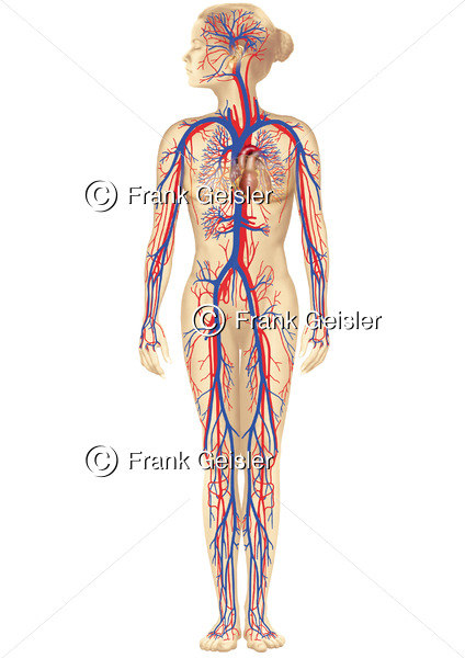 Blutkreislauf, Blutzirkulation im Gefäßsystem der Frau - Medical Pictures