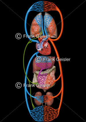 Blutkreislauf, Blutzirkulation im Herz-Kreislaufsystem des Menschen - Medical Pictures