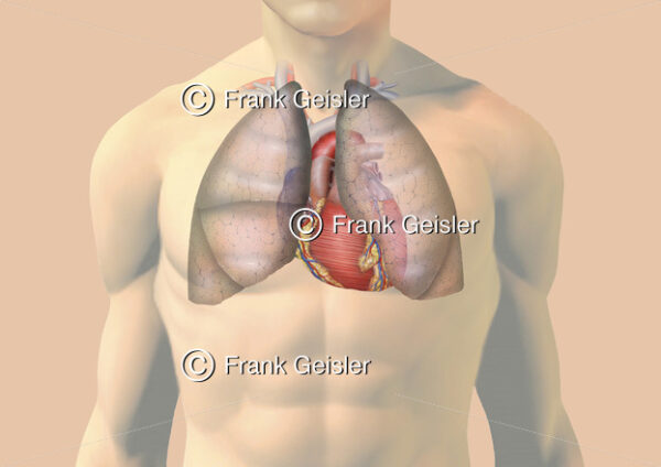 Brustkorb mit paariger Lunge und Herz durchscheinend - Medical Pictures