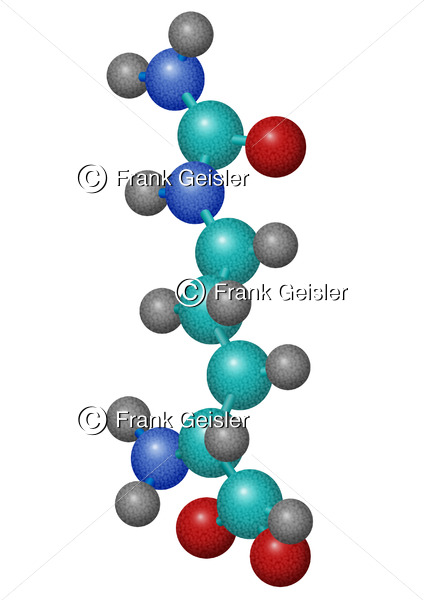 Citrullin-Molekül, Alpha-Aminosäure im Harnstoffzyklus - Medical Pictures