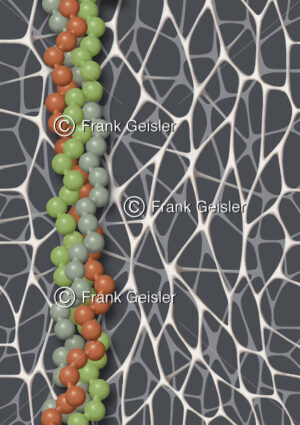 Collagen Molekül aus Kollagen-Triple-Helix, Kollagenfasern im Bindegewebe - Medical Pictures