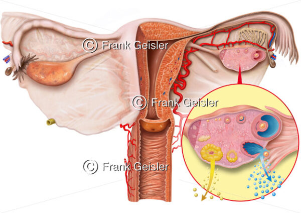 Eierstock (Ovar), Freisetzung von Östrogen und Progesteron - Medical Pictures