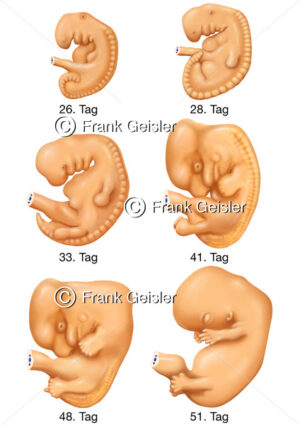 Embryogenese, Ausbildung der inneren Organe (Organogenese) - Medical Pictures