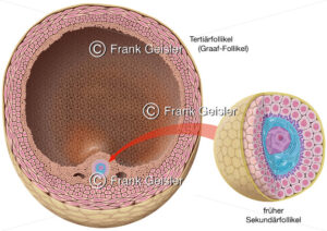 Embryogenese, Eizelle (Oozyt) in Tertiärfollikel - Medical Pictures