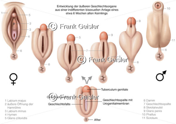 Embryogenese, Entwicklung der äußeren Geschlechtsorgane in der Embryonalphase - Medical Pictures