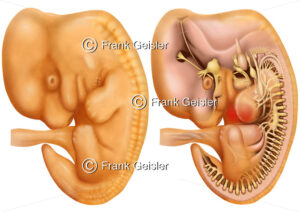 Embryogenese, Gehirn und Rückenmark bei Embryo (40 Tage, 8-10 mm) - Medical Pictures