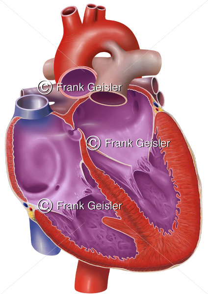Embryologie, Anatomie Herz eines Fetus, fetaler Blutfluss - Medical Pictures