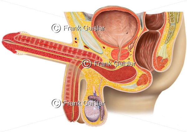 Erektion Penis, Penisschwellkörper mit Hoden Testis, Prostata und Samenblase - Medical Pictures