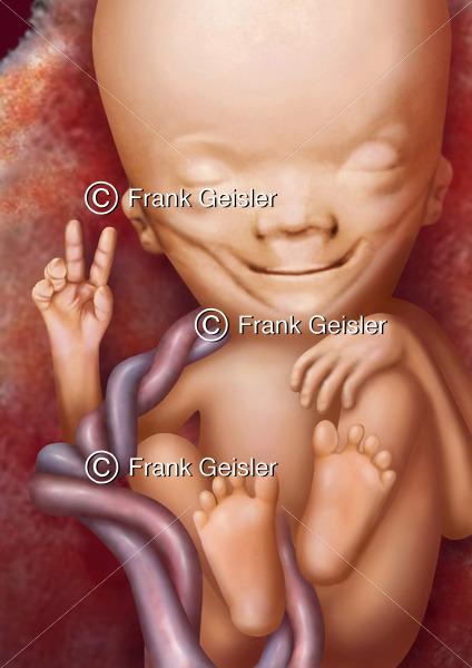 Fetogenese, Fetus mit Victory-Zeichen - Medical Pictures