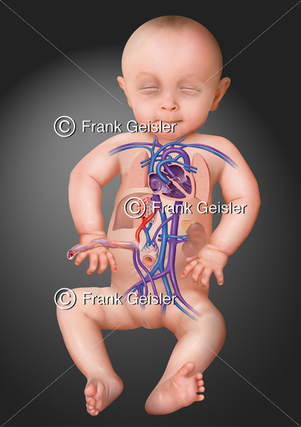 Fetogenese, Fetus mit pränatalen (vorgeburtlichen) Blutkreislauf - Medical Pictures