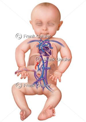 Fetogenese, Fetus mit pränatalen (vorgeburtlichen) Blutkreislauf - Medical Pictures